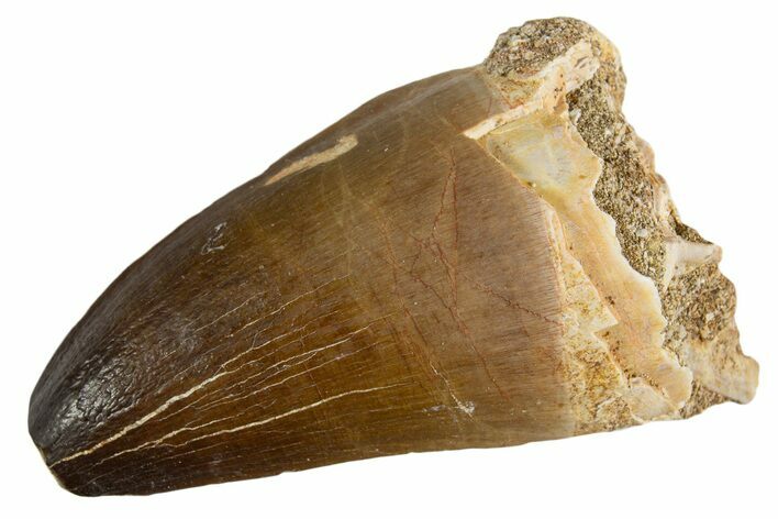 Fossil Mosasaur (Prognathodon currii) Tooth - Rare Type #345115